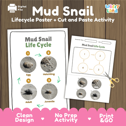 Mud Snail Life Cycle Poster and Cut and Paste Activity Worksheets