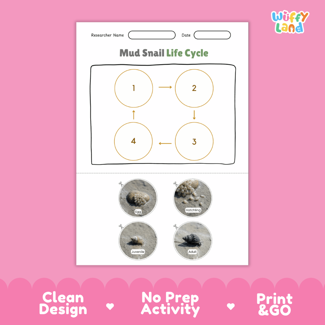 Mud Snail Life Cycle Poster and Cut and Paste Activity Worksheets