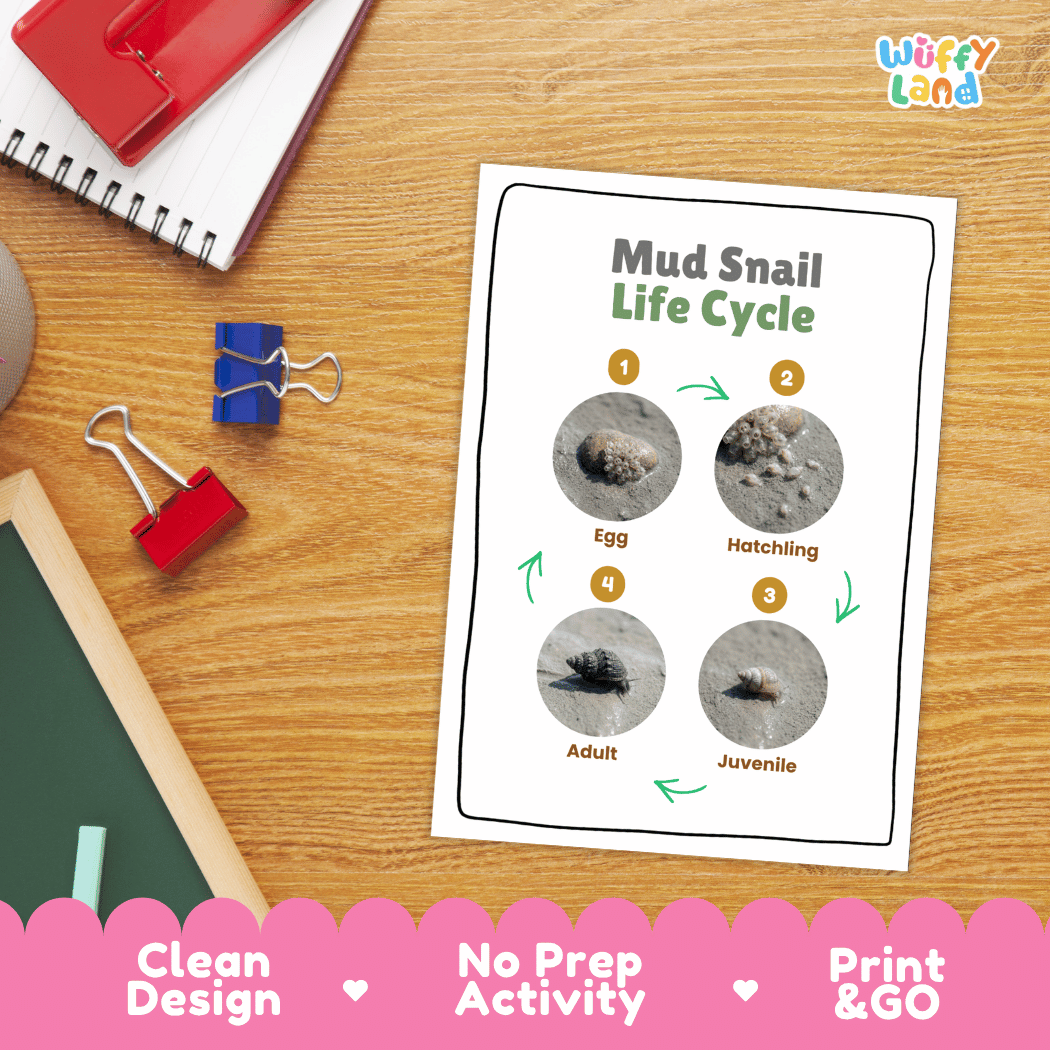 Mud Snail Life Cycle Poster and Cut and Paste Activity Worksheets