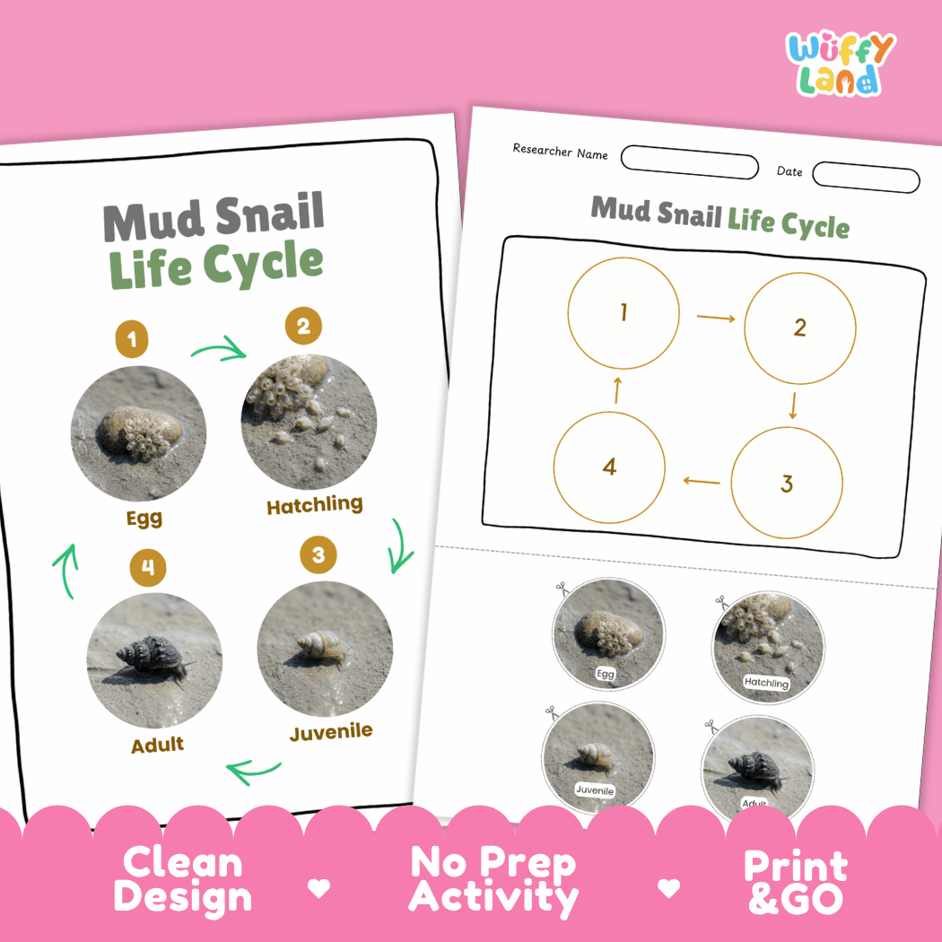Mud Snail Life Cycle Poster and Cut and Paste Activity Worksheets