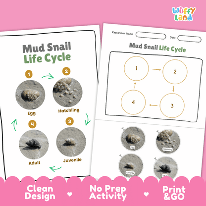 Mud Snail Life Cycle Poster and Cut and Paste Activity Worksheets