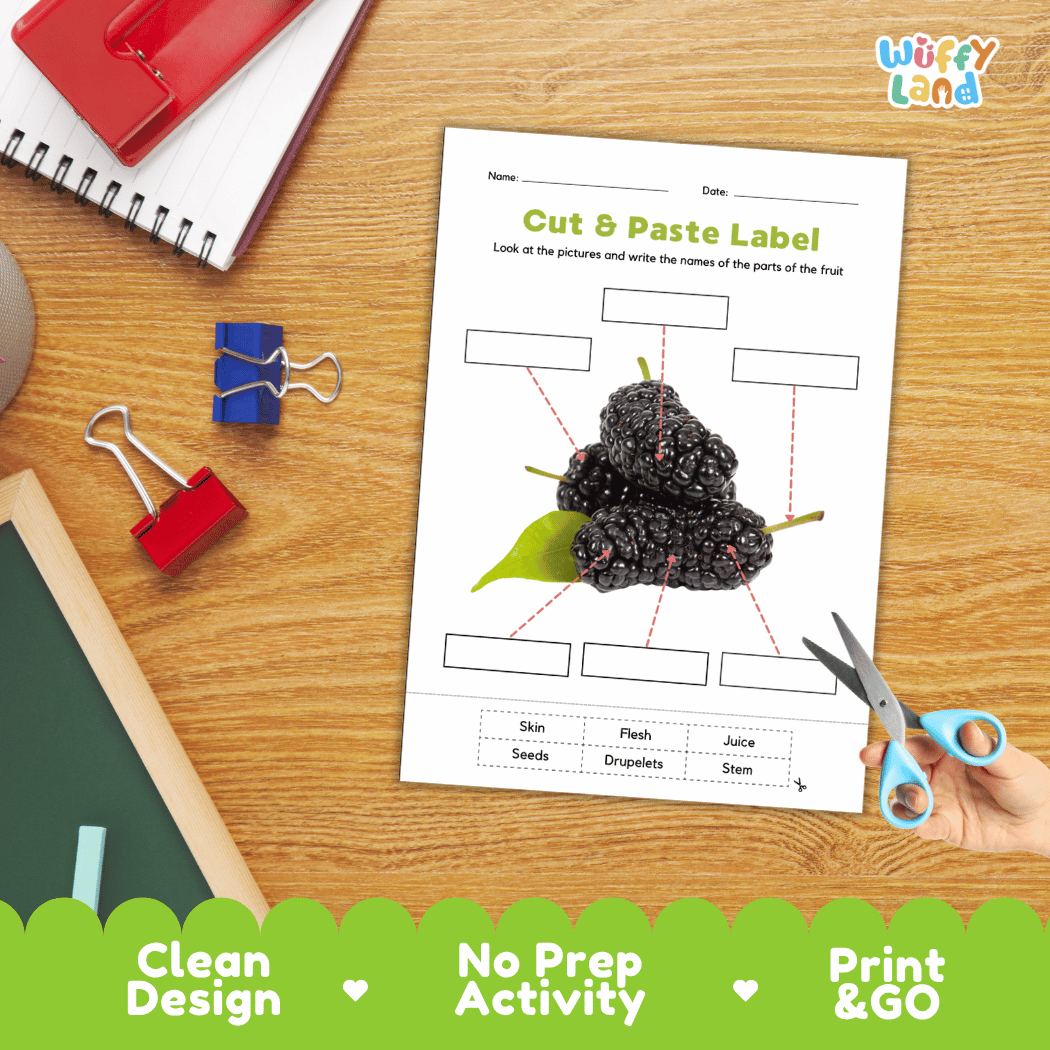 Differentiated mulberry fruit labeling worksheets featuring write-in callout boxes and vocabulary word bank