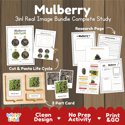 Complete Mulberry 3-in-1 real image study bundle featuring cut and paste worksheets, Montessori 3-part cards, and research pages 🍇🌱