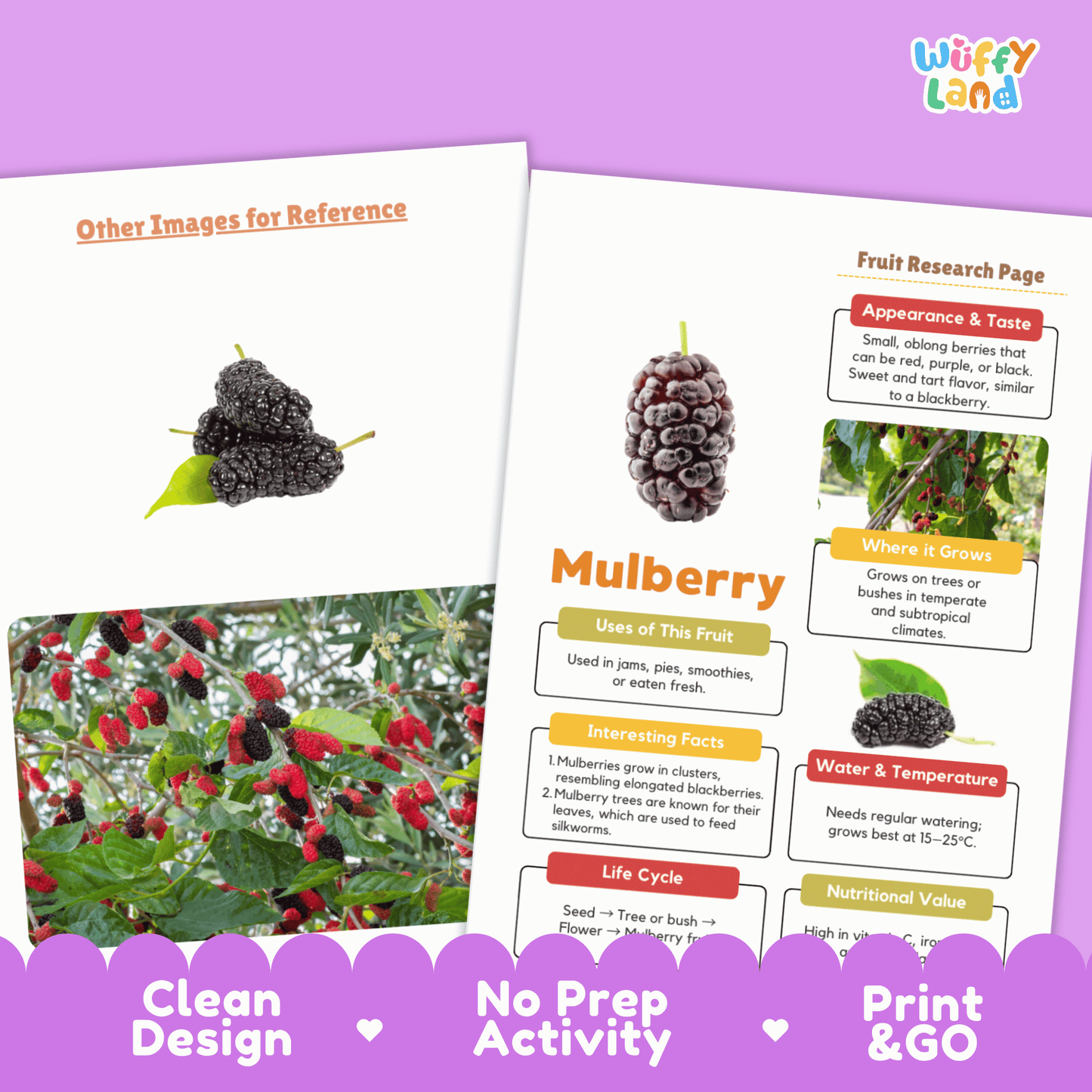 Mulberry Fruit Research Activity Worksheet Science Healthy Eating Plant Life Cycle