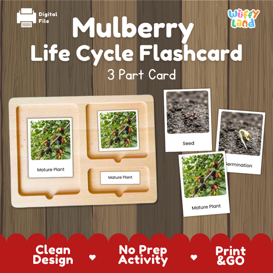 Montessori three-part cards featuring real photographs of mulberry tree growth stages including mature plant, young plant, and germination 🗂️🏷️