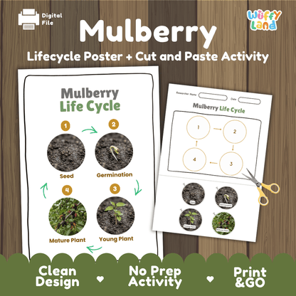 Mulberry Life Cycle Poster and Cut and Paste Worksheet Activity