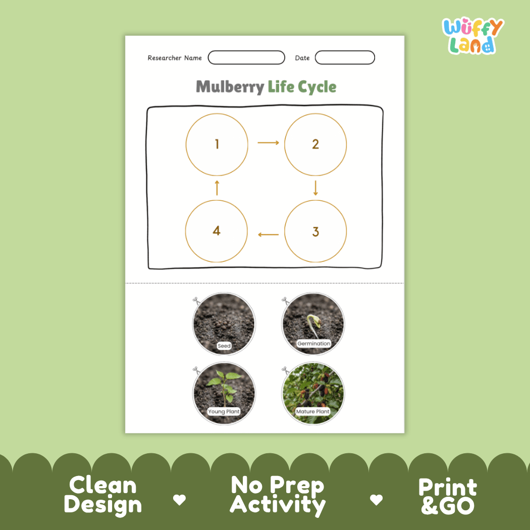 Mulberry Life Cycle Poster and Cut and Paste Worksheet Activity