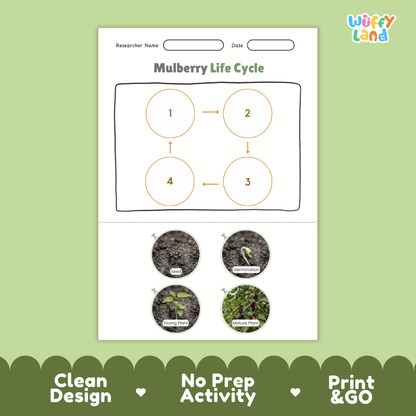 Mulberry Life Cycle Poster and Cut and Paste Worksheet Activity