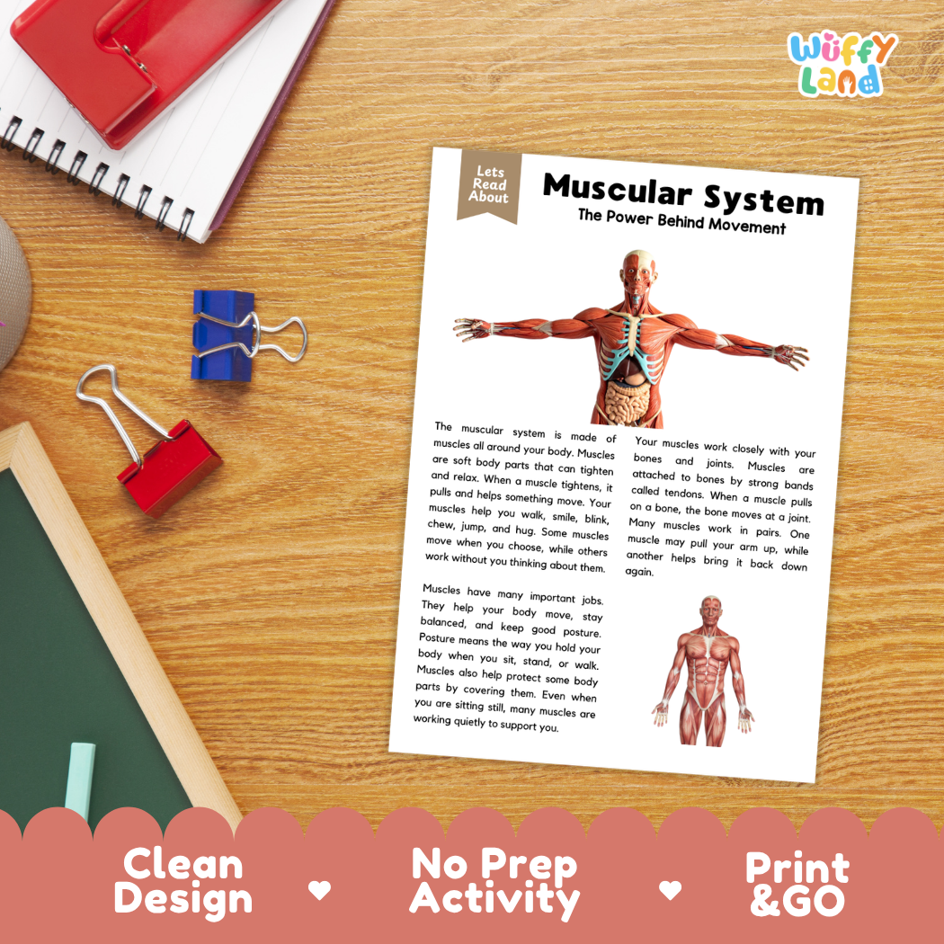 Student reading comprehension worksheet with short-answer questions and lined sections about the human muscular system
