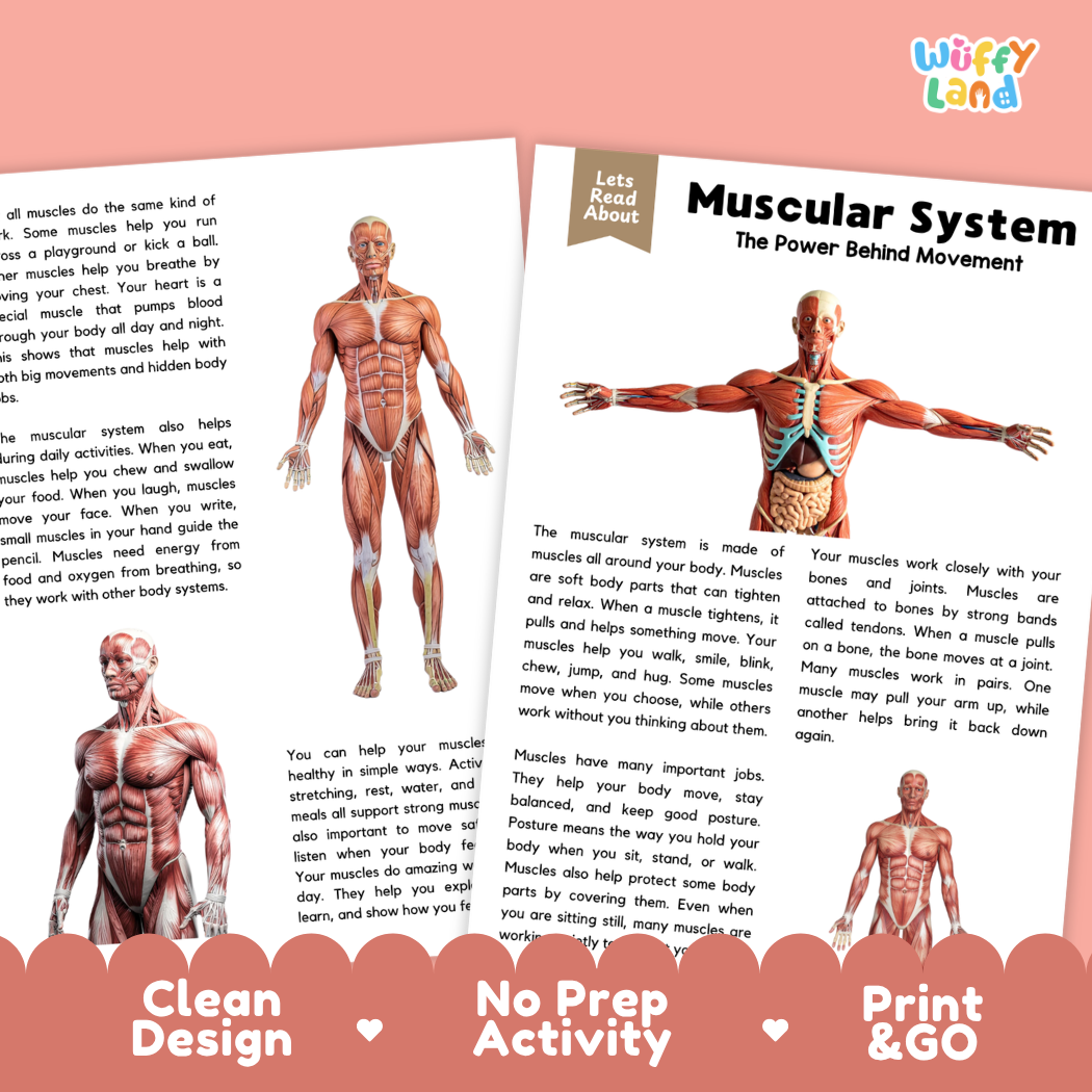 Teacher answer key page showing complete question solutions for Muscular System human body reading comprehension practice