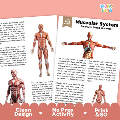 Teacher answer key page showing complete question solutions for Muscular System human body reading comprehension practice