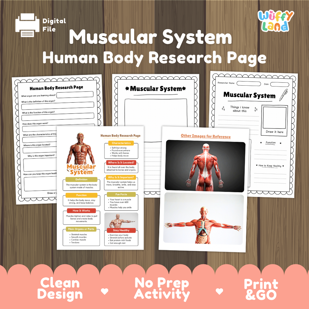 Muscular System Human Body Research Page and Worksheets