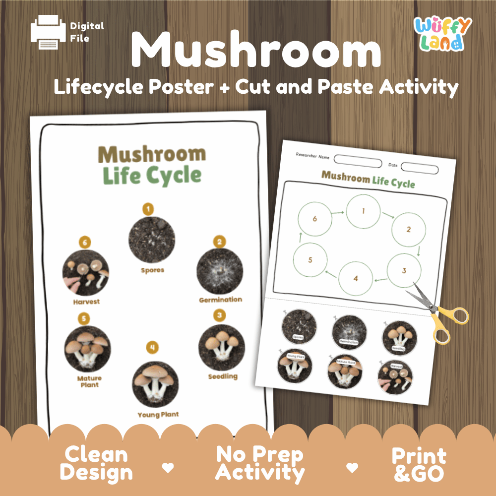 Mushroom Lifecycle Poster and Cut and Paste Activity Worksheets | Science Printables