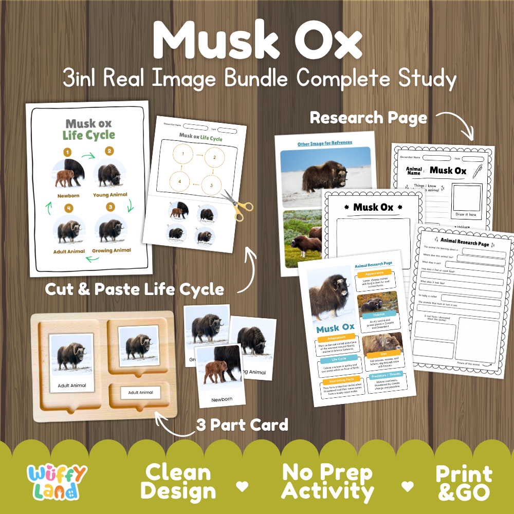 Musk Ox 3-in-1 real image bundle complete study cover showing cut and paste life cycle, 3 part cards, and research pages