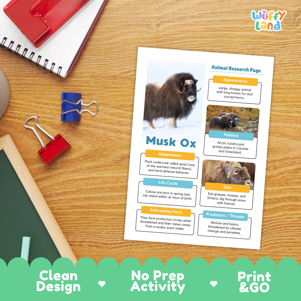 Musk Ox Animal Research Page Worksheets