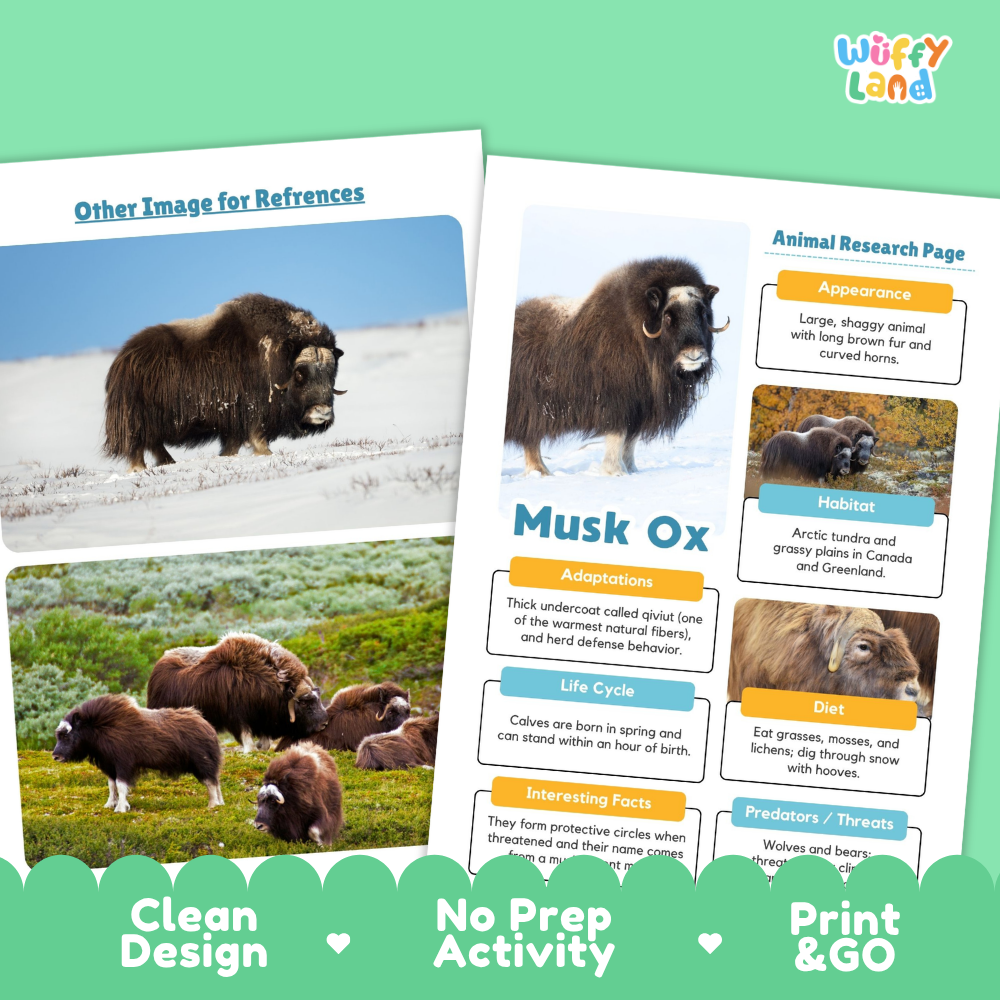 Musk Ox Animal Research Page Worksheets