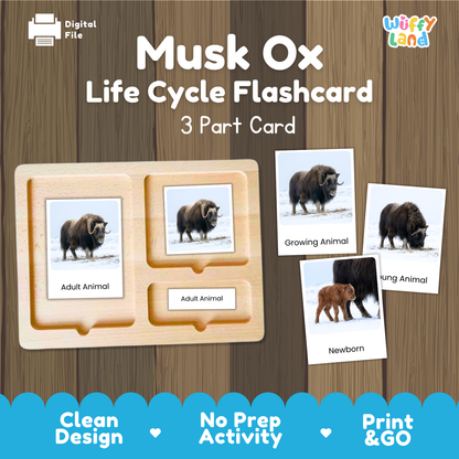 Musk Ox Life Cycle Flashcard 3 Part Card