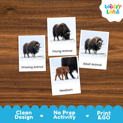 Musk Ox Life Cycle Flashcard 3 Part Card