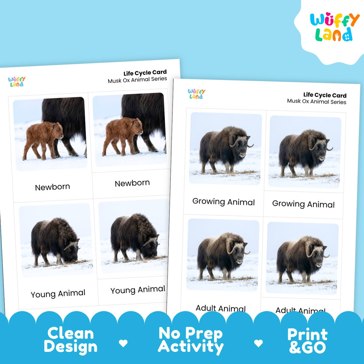 Musk Ox Life Cycle Flashcard 3 Part Card