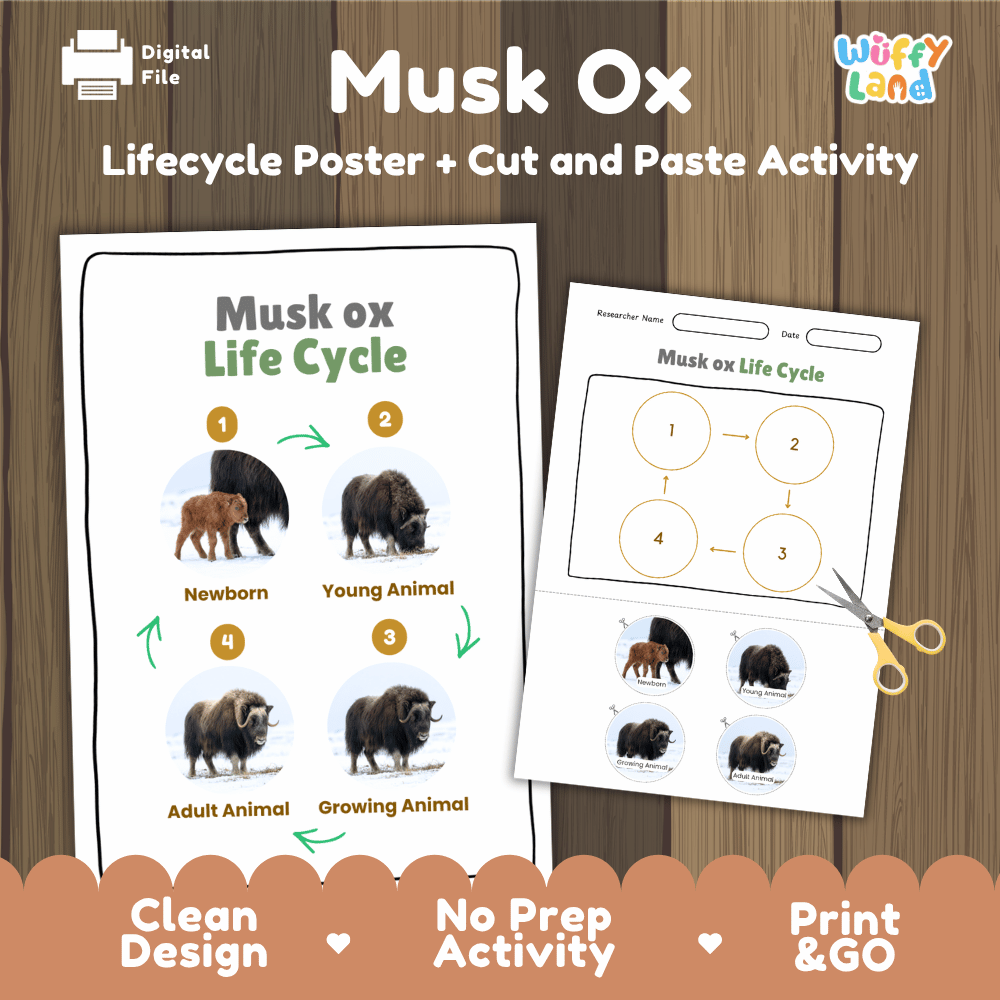 Musk Ox Life Cycle Poster and Cut and Paste Worksheet Activity