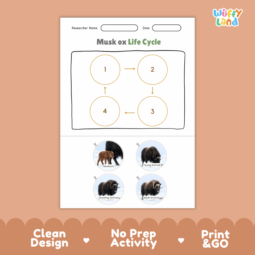 Musk Ox Life Cycle Poster and Cut and Paste Worksheet Activity