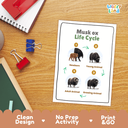 Musk Ox Life Cycle Poster and Cut and Paste Worksheet Activity