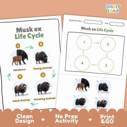 Musk Ox Life Cycle Poster and Cut and Paste Worksheet Activity