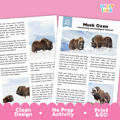 An educational activity booklet titled 'Let's Read About Musk Oxen' by Wiffly Land, displayed on a white background with a drop shadow. The booklet features a light blue cover with a photo of a musk ox and text about these fascinating and intelligent animals.