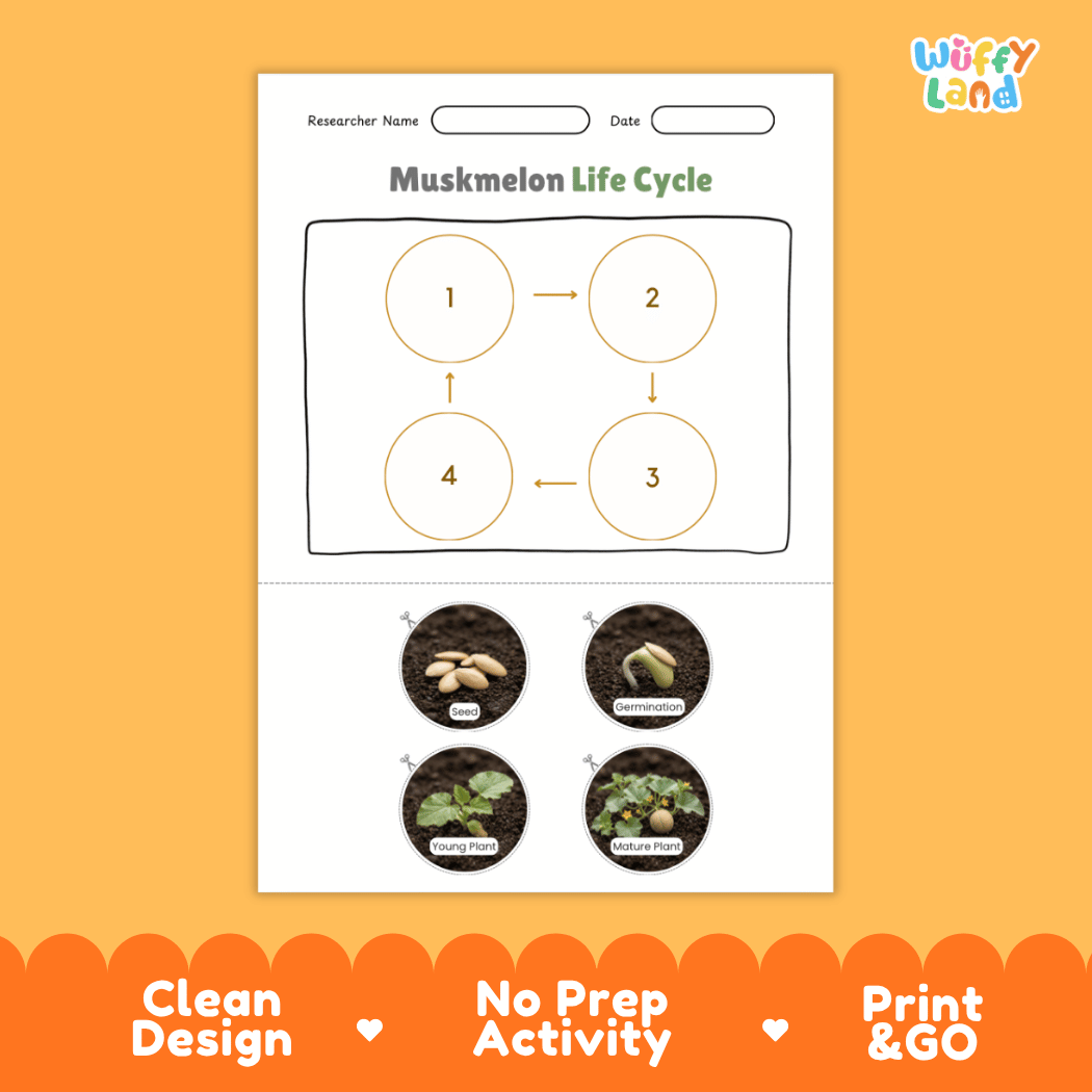 Educational reference chart poster showing the 4 stages of the muskmelon life cycle from seed and germination to young seedling and mature vine