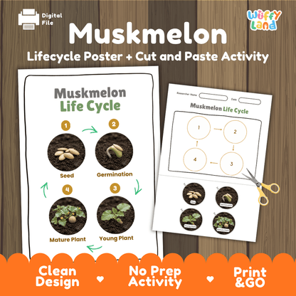 Muskmelon plant life cycle educational poster and cut and paste printable sequencing activity featuring real photos for elementary science