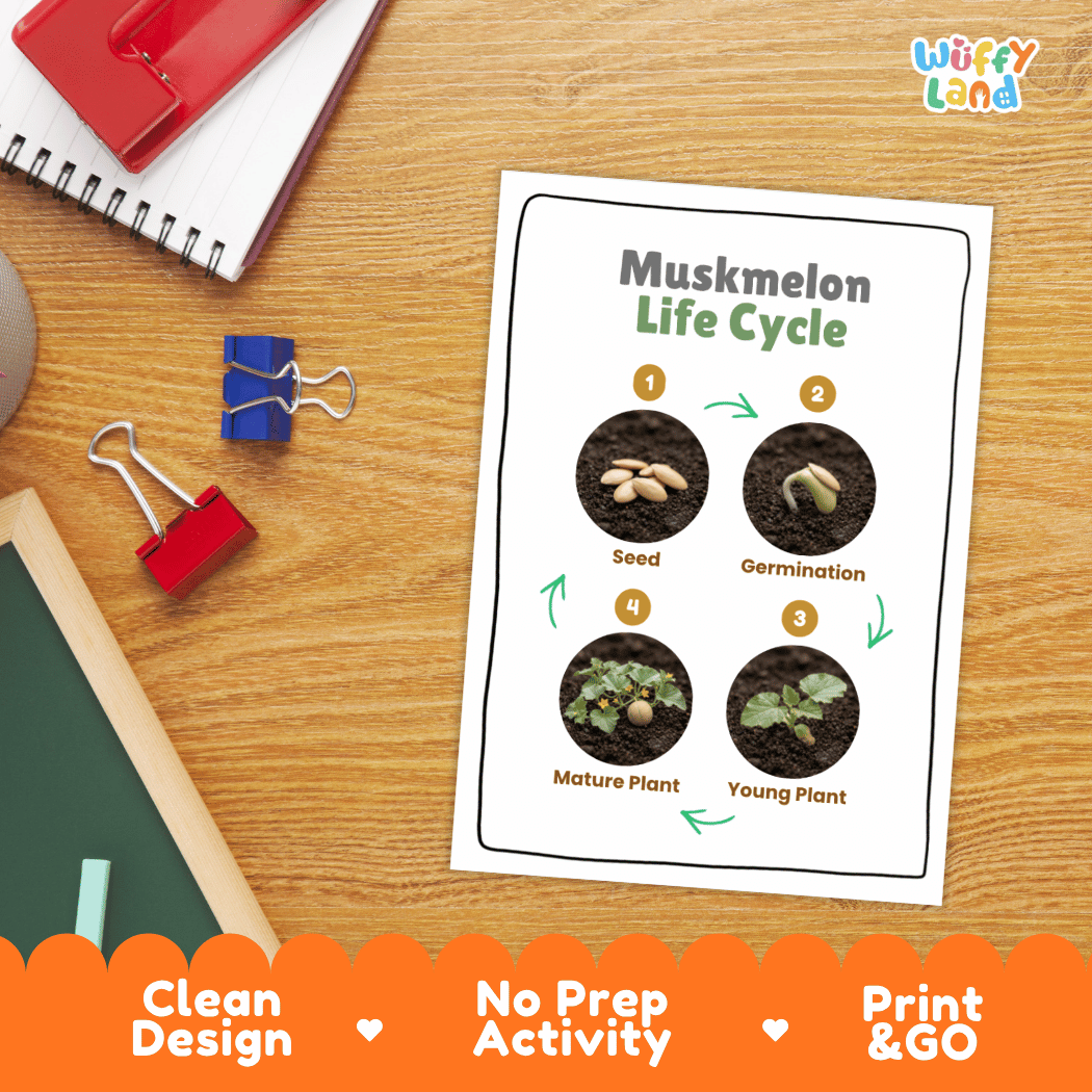 Hands-on cut and paste science worksheet with numbered circular slots for students to sequence real photo stages of a muskmelon plant