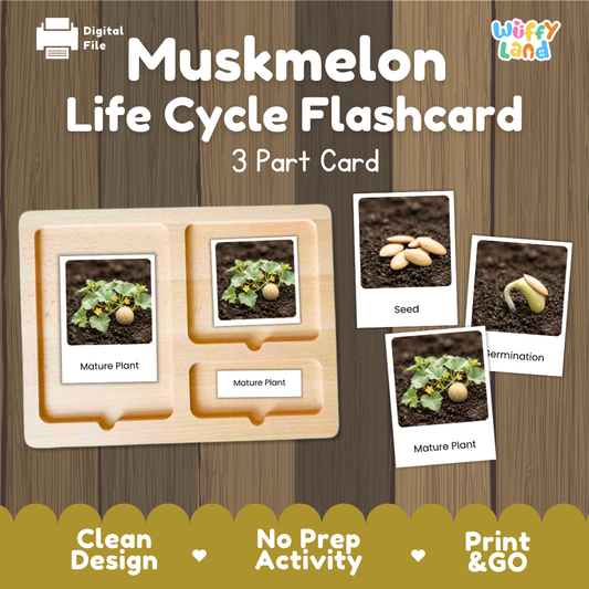 Montessori 3-part nomenclature cards showing authentic photos of muskmelon growth stages displayed on a wooden tray 🗂️🏷️