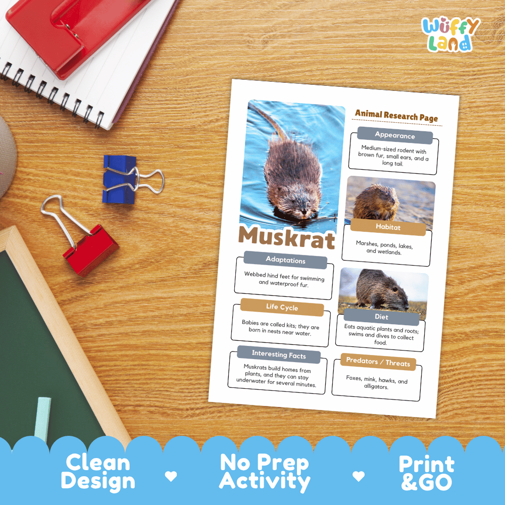 Muskrat Animal Research Page Worksheets