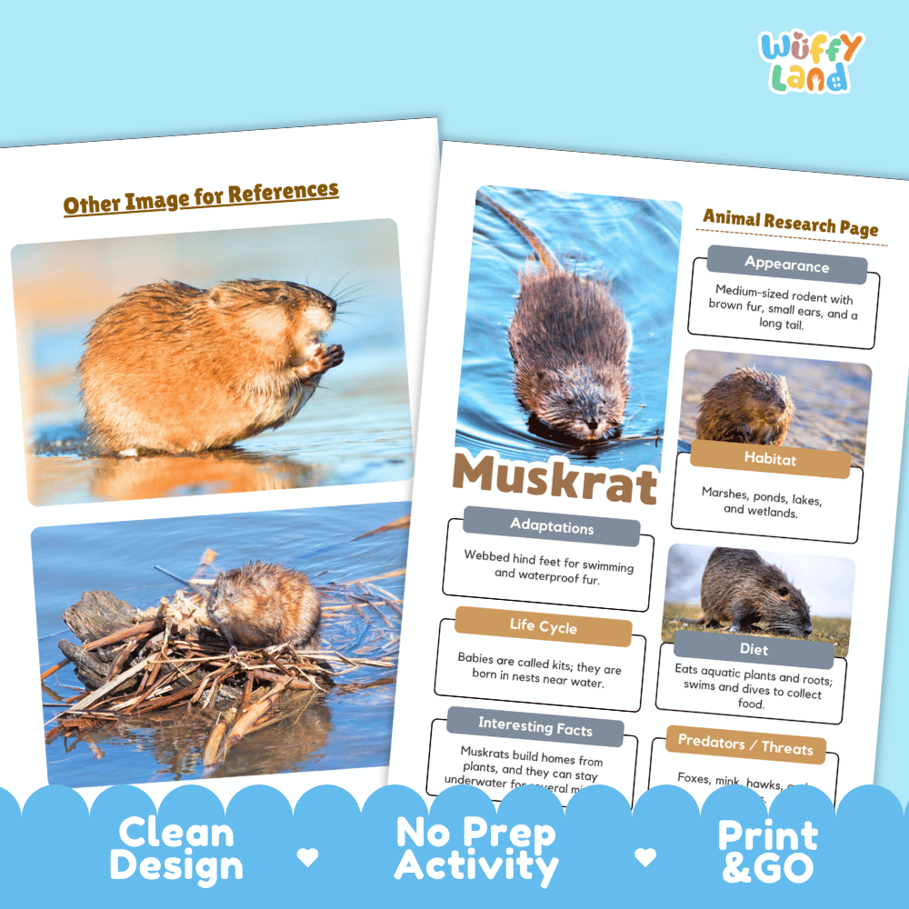 Muskrat Animal Research Page Worksheets