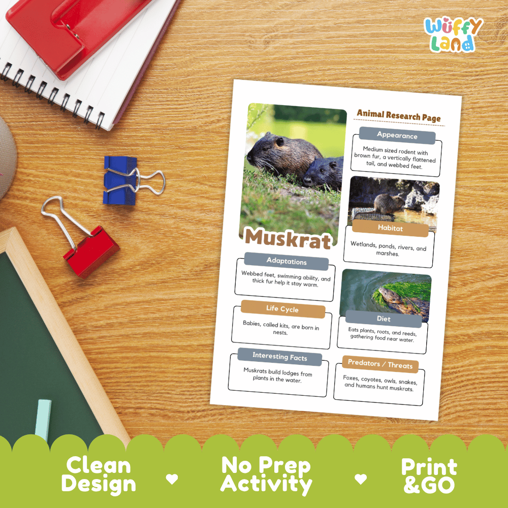 Muskrat Animal Research Page Worksheets and Fact Sheet Activity