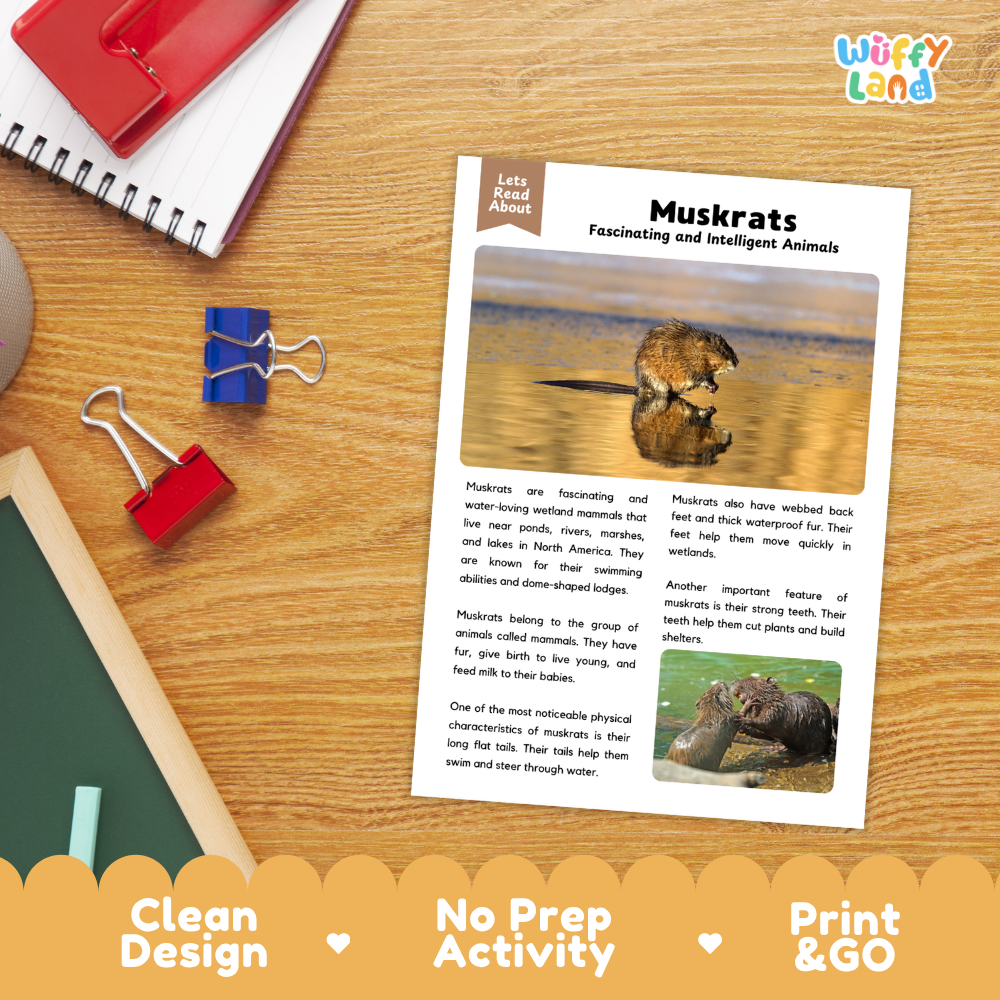 An educational activity sheet about muskrats laid flat on a wooden desk, surrounded by school supplies like a spiral notebook, binder clips, and a pencil. The sheet has a clean design, a title, and text with photos of muskrats.
