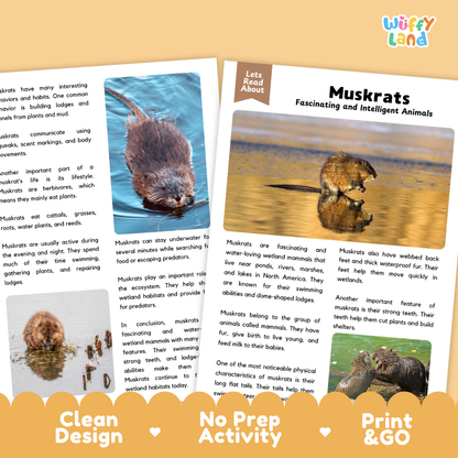 Two printed educational activity cards about muskrats are shown on a white background with decorative orange banners at the top and bottom. The cards contain text and small animal photos, and the top-right corner shows the brand name 'Wiffly Land'.