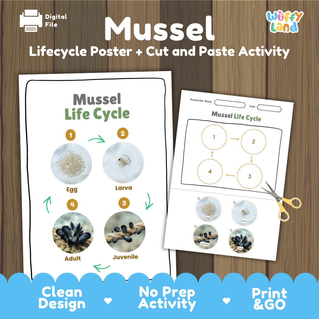 Mussel Life Cycle Poster and Cut and Paste Activity Worksheets