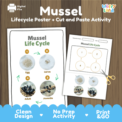 Mussel Life Cycle Poster and Cut and Paste Activity Worksheets