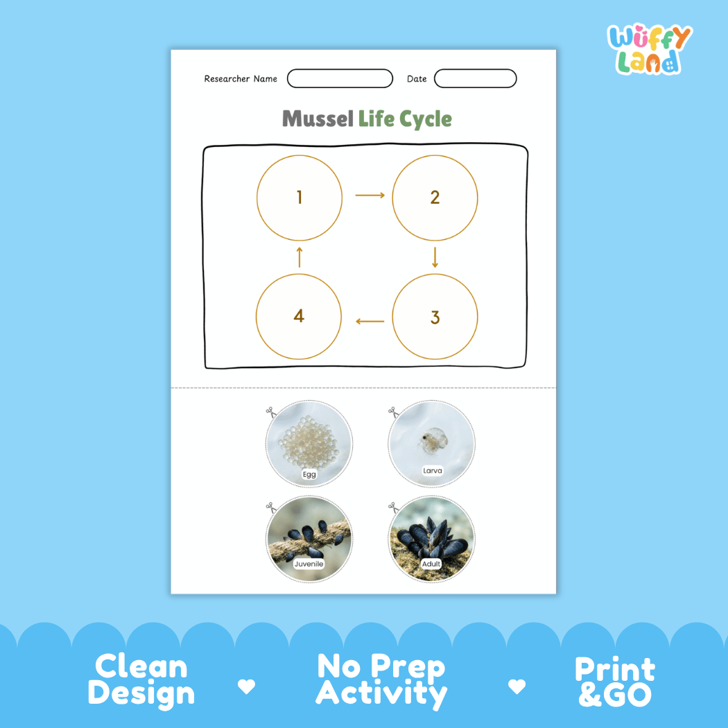 Mussel Life Cycle Poster and Cut and Paste Activity Worksheets