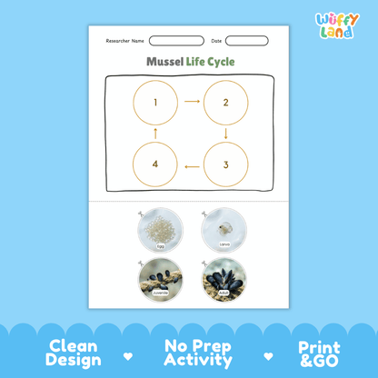Mussel Life Cycle Poster and Cut and Paste Activity Worksheets