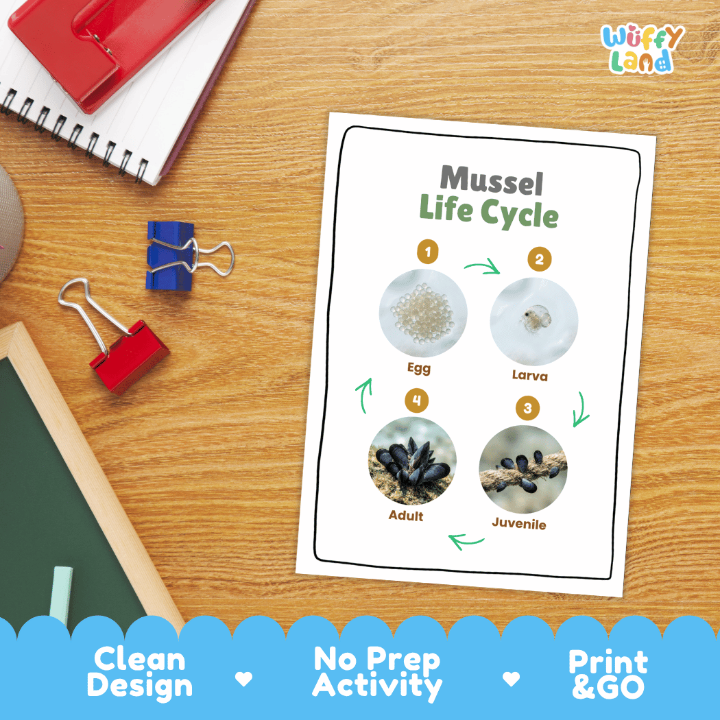 Mussel Life Cycle Poster and Cut and Paste Activity Worksheets
