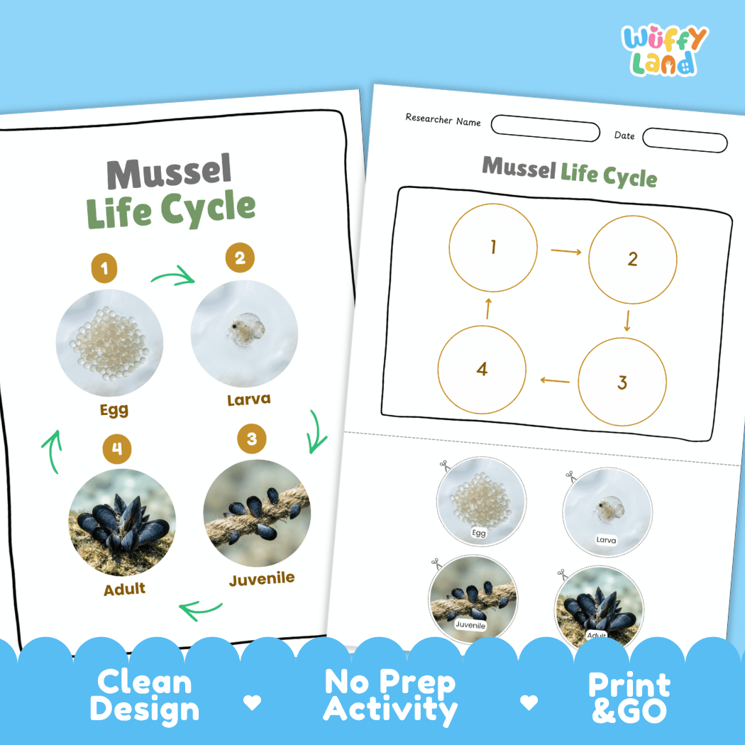 Mussel Life Cycle Poster and Cut and Paste Activity Worksheets
