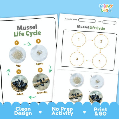 Mussel Life Cycle Poster and Cut and Paste Activity Worksheets