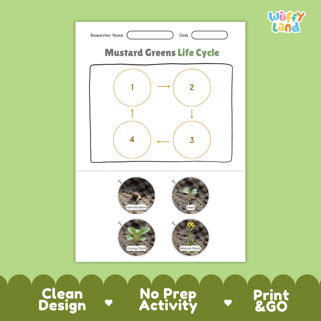 Educational reference poster showing four realistic photo stages of a mustard greens life cycle including seed, germination, young plant, and mature plant
