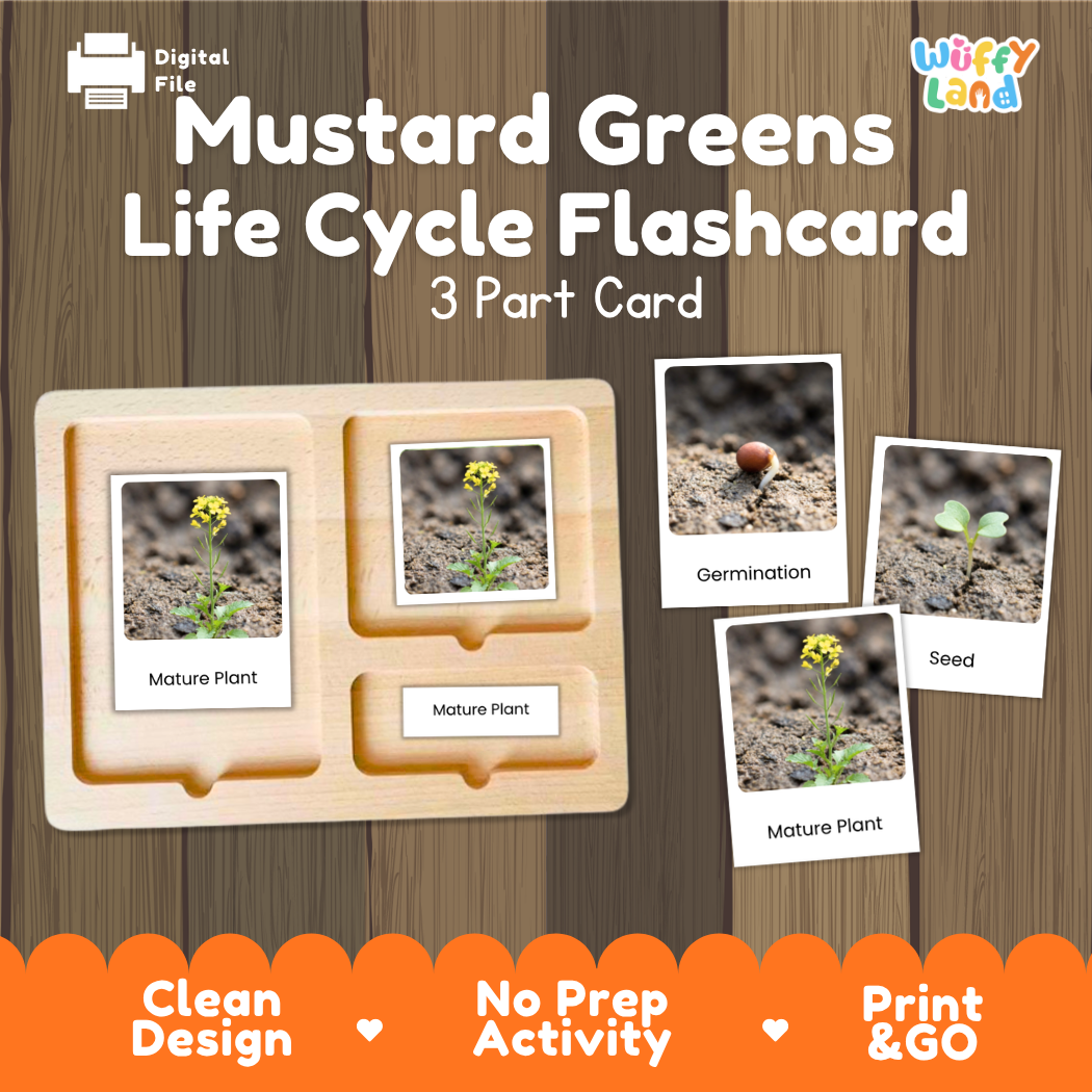 Mustard Greens Life Cycle Flashcard set by Wiffy Land, featuring a 3-part wooden card tray with labeled photos of germination, seed, and mature plant stages, shown on a wood-grain background with promotional text.