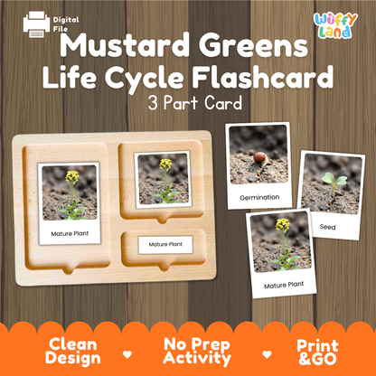 Mustard Greens Life Cycle Flashcard set by Wiffy Land, featuring a 3-part wooden card tray with labeled photos of germination, seed, and mature plant stages, shown on a wood-grain background with promotional text.