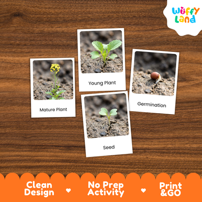 A set of four educational flashcards about plant germination displayed on a brown wood-grain background. The cards show labeled images of a seed, a seedling labeled 'Seed', a young plant labeled 'Young Plant', and a mature plant labeled 'Mature Plant'.
