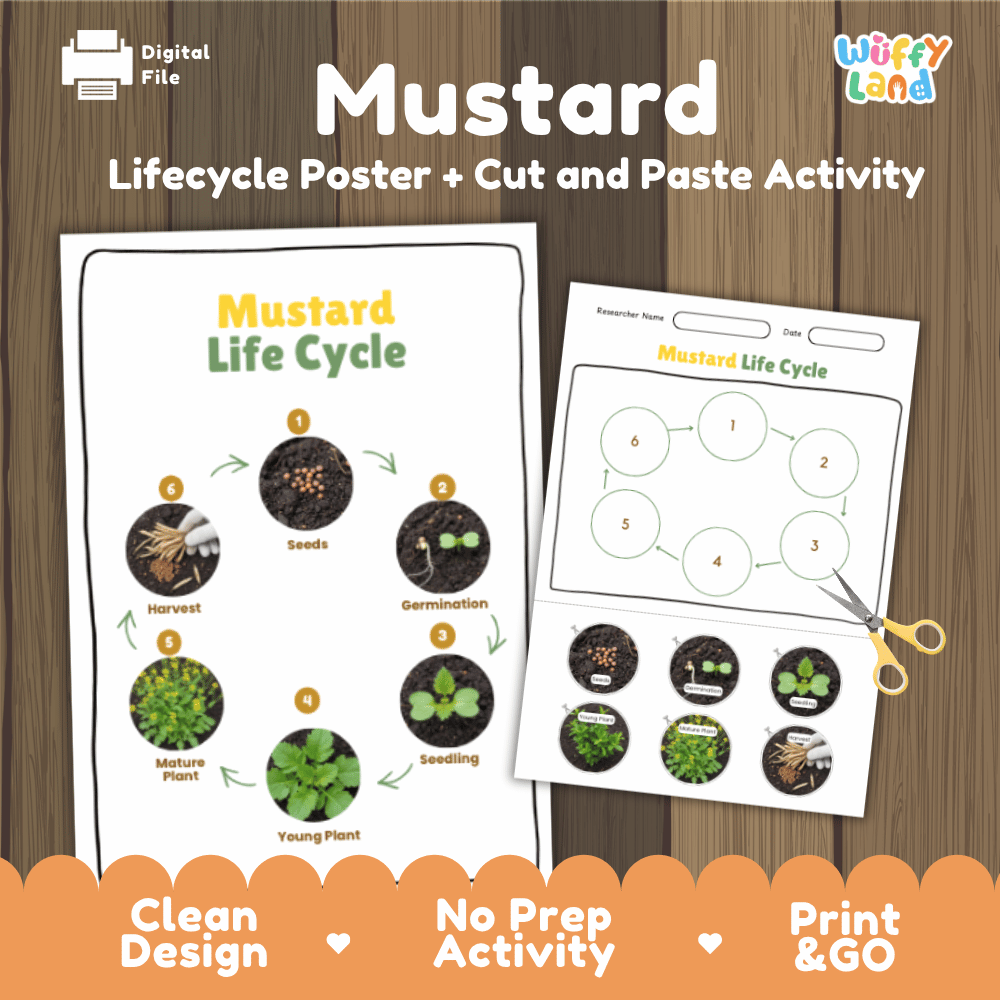 Mustard Lifecycle Poster and Cut and Paste Activity Worksheets | Plant Science Printables