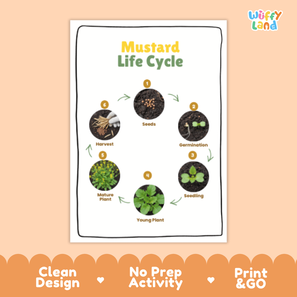 Mustard Lifecycle Poster and Cut and Paste Activity Worksheets | Plant Science Printables